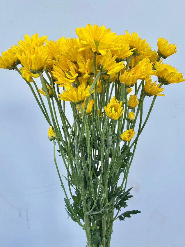 Prebook Daisy Poms Yellow 5st. Ramirez Wholesale Flowers Inc