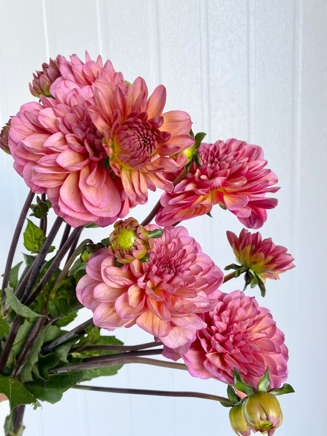 Prebook Dahlias Sherbert (CaGrown) 5st. Ramirez Wholesale Flowers Inc