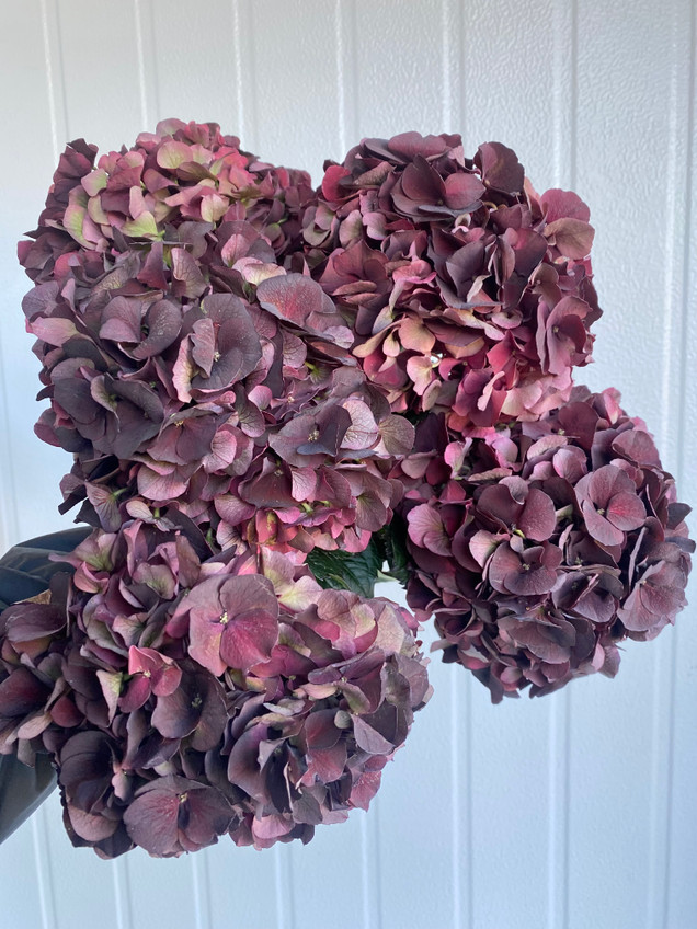 Chocolate Magical Ruby Hydrangea - 5st.