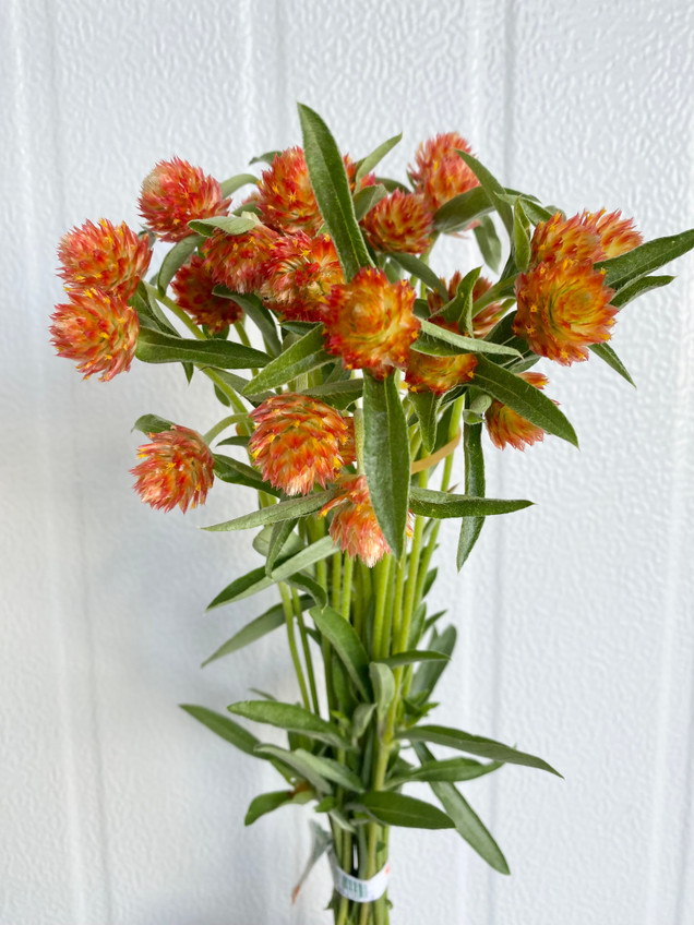 Gomphrena Globe Orange - 10st. Gomphrena Globe Orange - 10st.