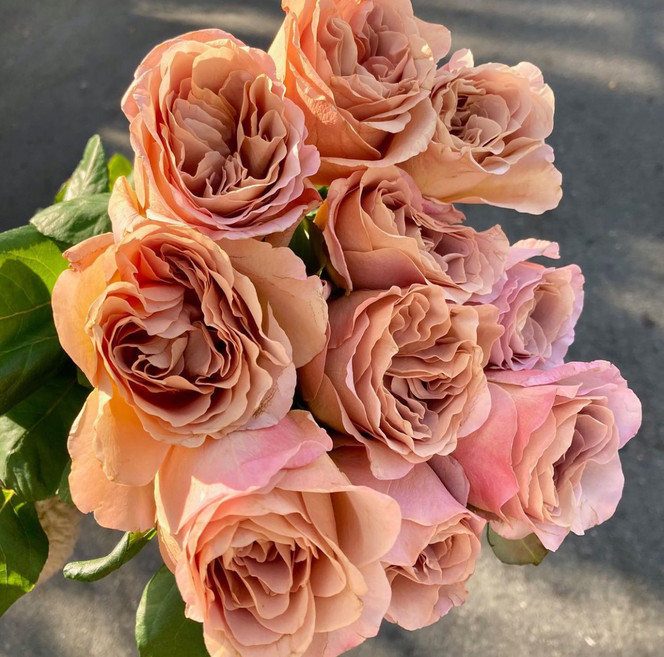 その他 rose Cafe Latte Rose - 10st. - Ramirez Wholesale Flowers Inc