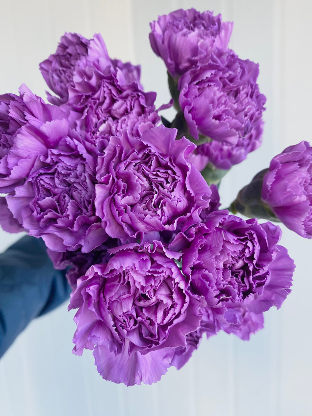 Carnation Lavender (Florigene Moonlite) - 20st. - Ramirez