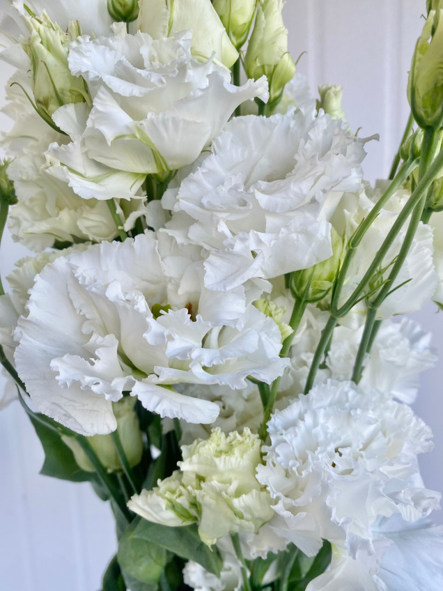 Lisianthus White (Ruffly) - 5st. - Ramirez Wholesale Flowers Inc