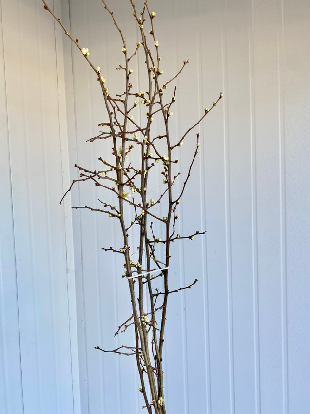 Quince Light Pink (4 ft.) - 5st.