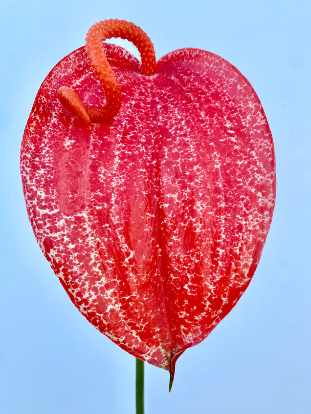 Graffiti Anthuriums - 1st.