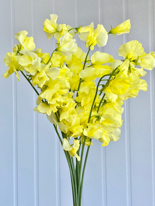 Sweet Peas Yellow - 10st. 