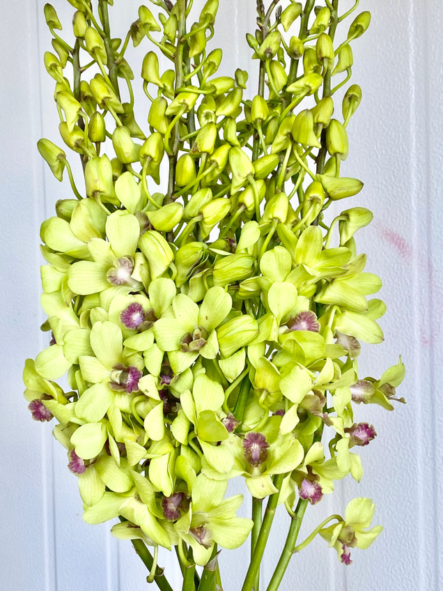 Dendrobium Orchid Green - 10st. - Ramirez Wholesale Flowers Inc