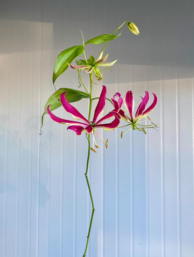 Gloriosa Lily Hot Pink - 1st.