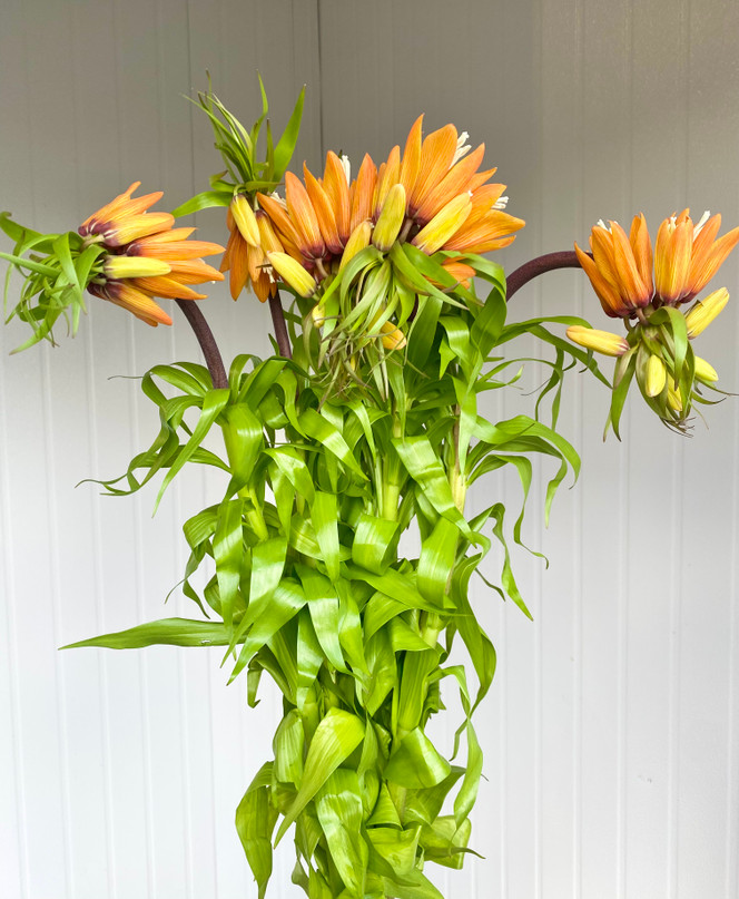 Fritillaria Imperialis Orange Sweet - 5st. 