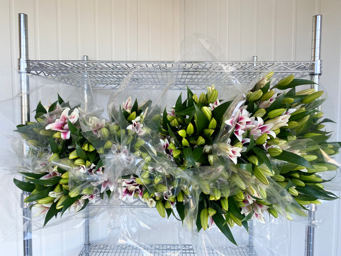 Starfighter Lily - 8bu. (80st. Total) 