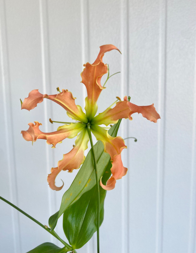 Gloriosas Lily Orange - 1st.
