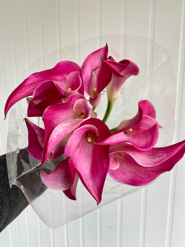 Mini Calla Lily Hot Pink - 10st.