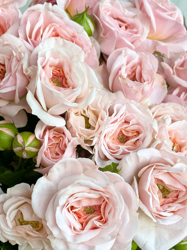 Garden Spray Roses Precious Parasol - 7st.