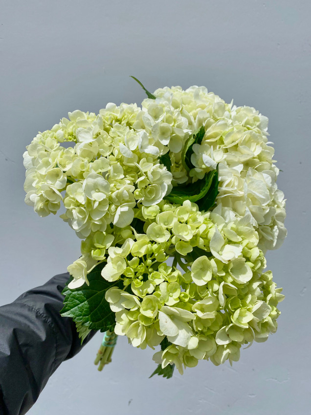 White Hydrangea Select - 5 stem