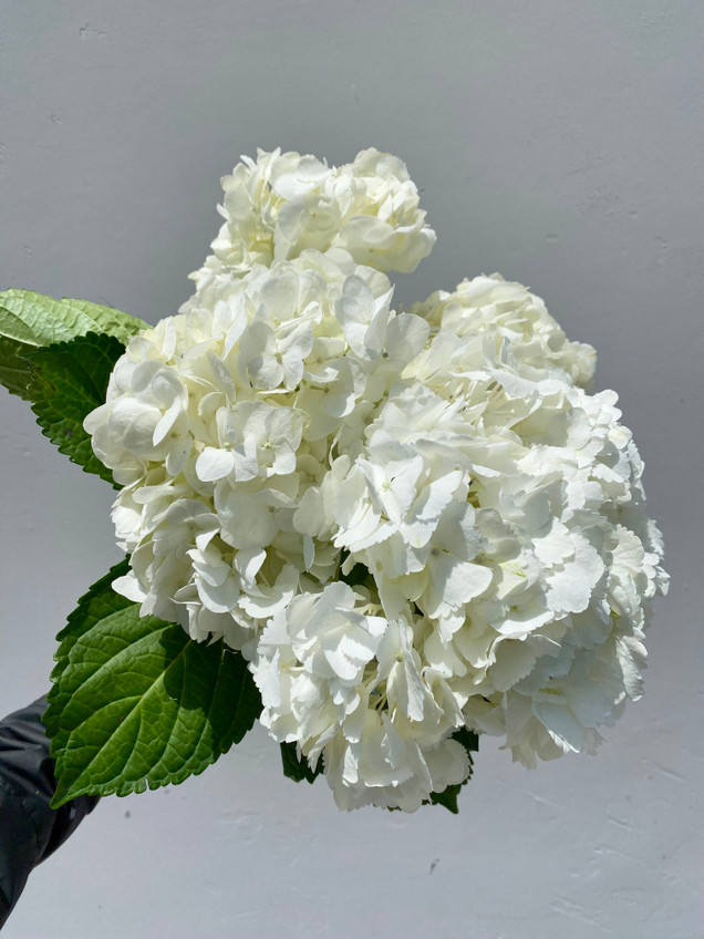 White Hydrangea Premium - 5 stem