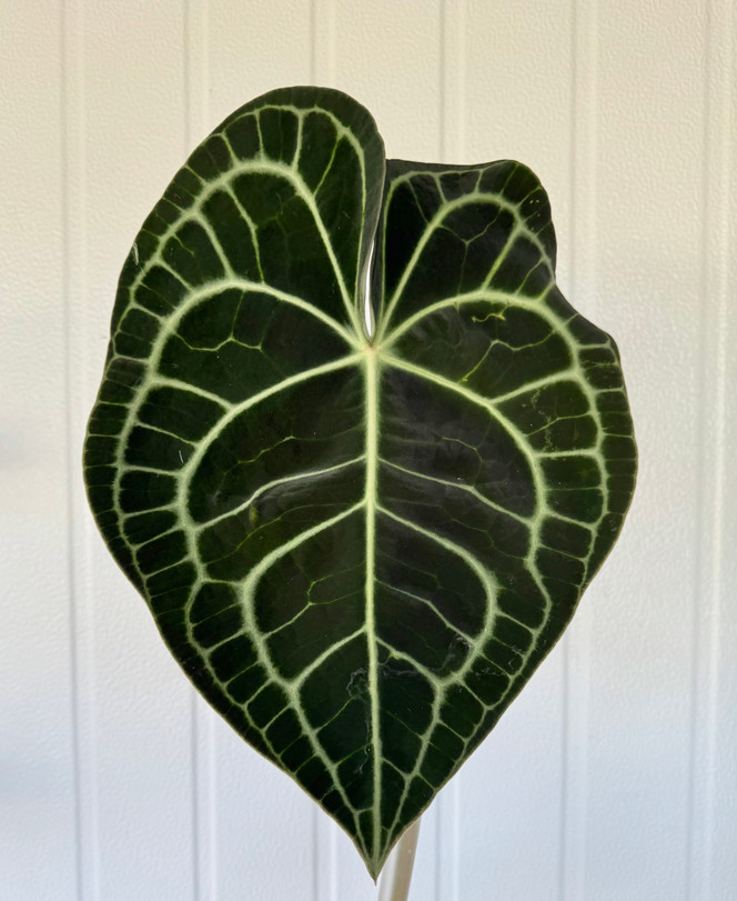 Anthurium Clarinervium- 1st.