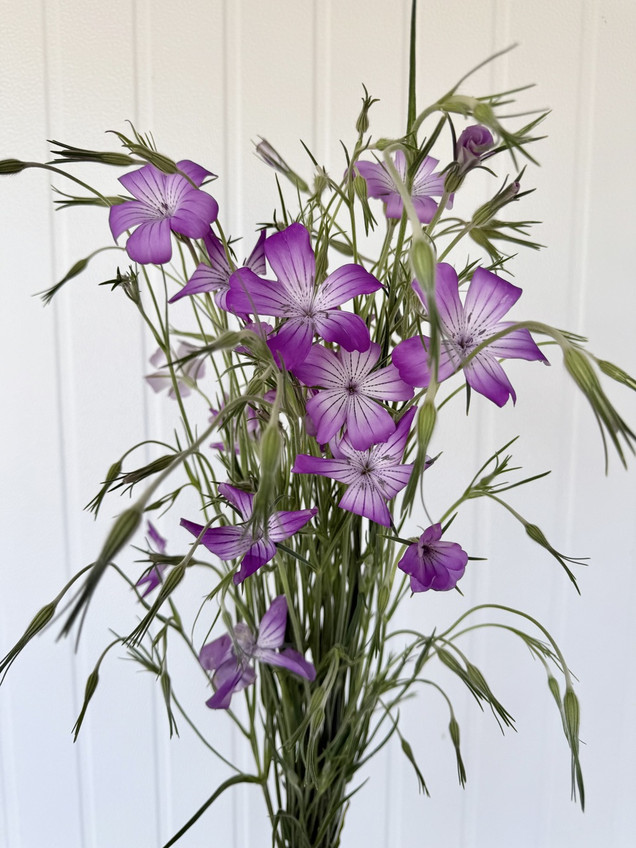 Corncockle Agrostemma Purple - 10st. 