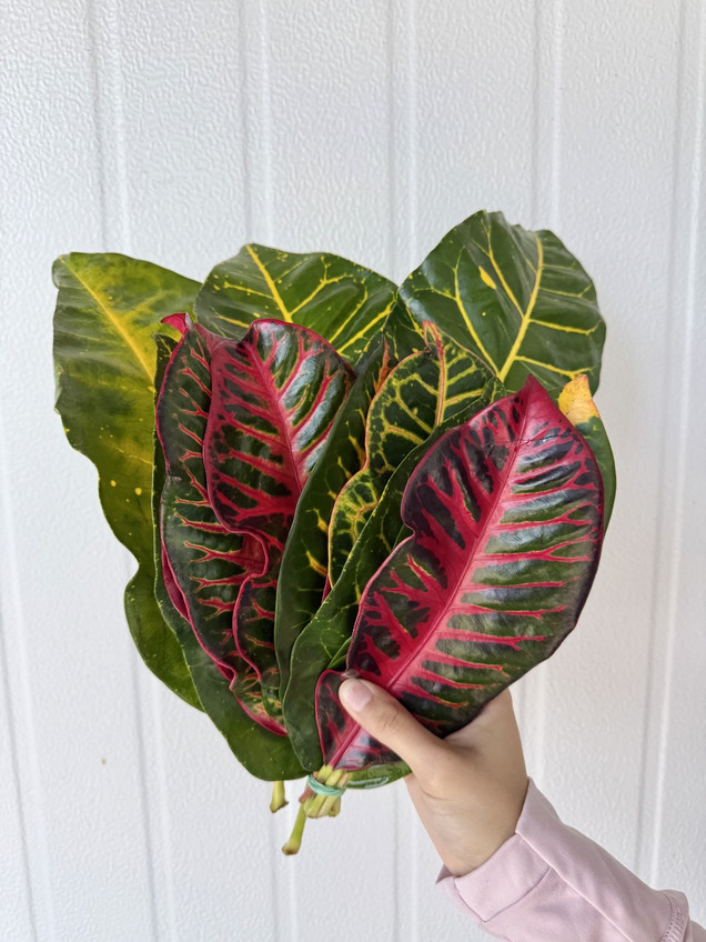 Croton Leaves - 10st. 