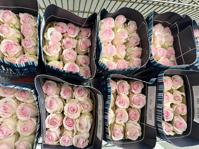 Nena Roses Boxlots - 10bu (250 stems total) 