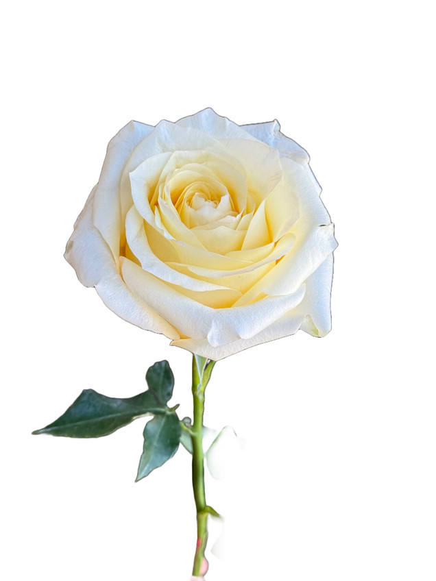 Candlelight Roses - 25st.