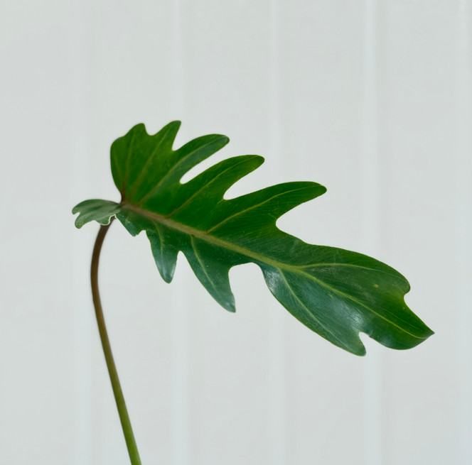Philodendron Xanadu Extra Small - 5st. 