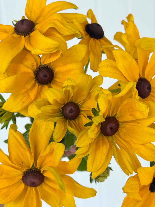 Rudbeckia Black Eyed Susan - 10st.