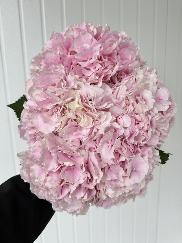 Hydrangeas Verena Pink - 5st. 