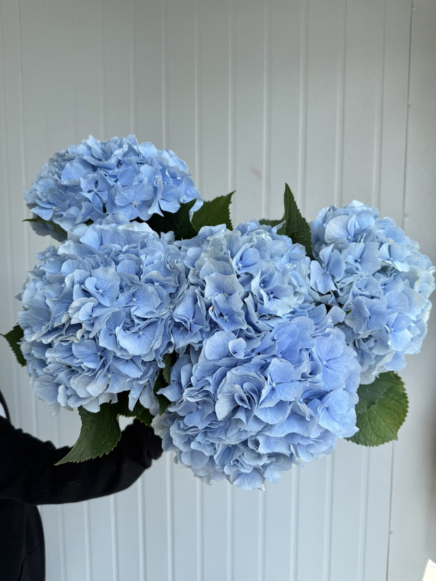 Hydrangeas Verena Blue - 5st.