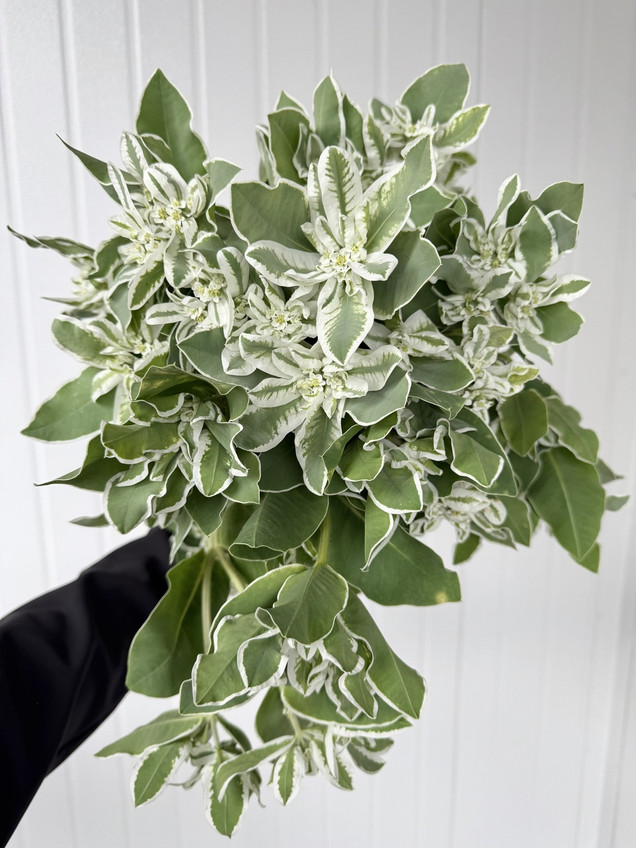 Snow On The Mountain (Euphorbia) - 10st.