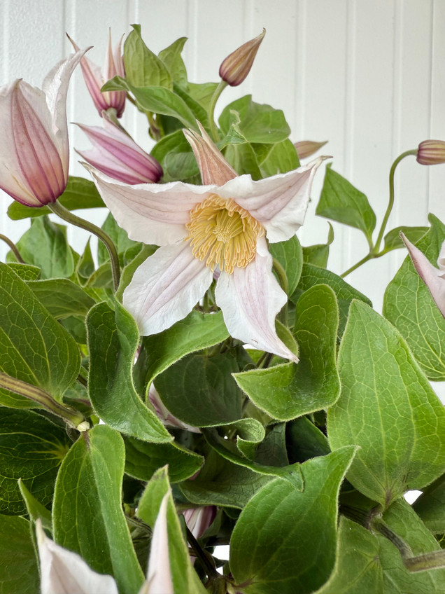 Clematis Blush Amazing Kansas - 10st. - Ramirez Wholesale Flowers Inc