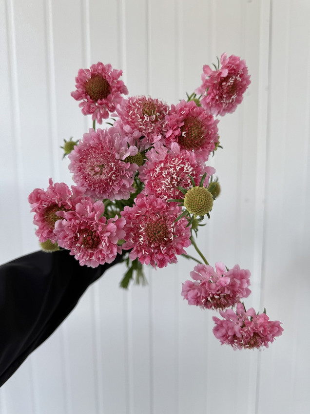 Scabiosa Pink (Ca-Grown) - 10st