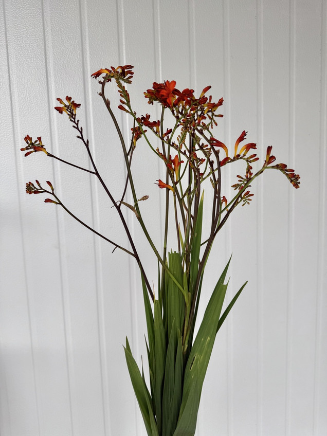 Crocosmia Orange - 10st. 