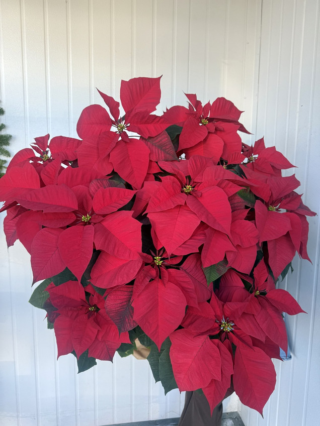 Poinsettia Red Potted 12inch  