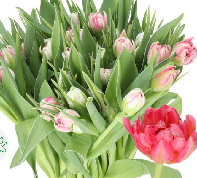 Tulip Double Flash Point Pink Boxlot - 15 bunches (150st. total)