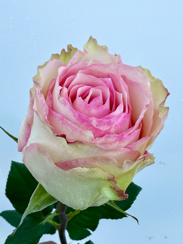 Esperance Roses - 125st. (5bu.)