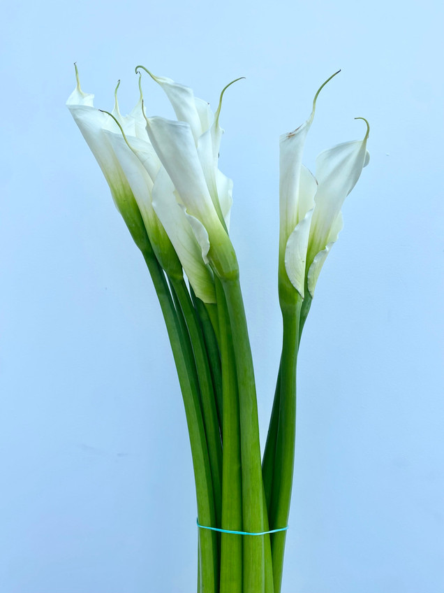 Callalies White - 50st. (5bu.)