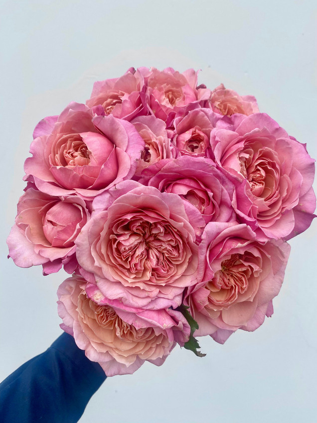 Wabara Miyabi Garden Roses CA-Grown - 60 stems (5bu.)