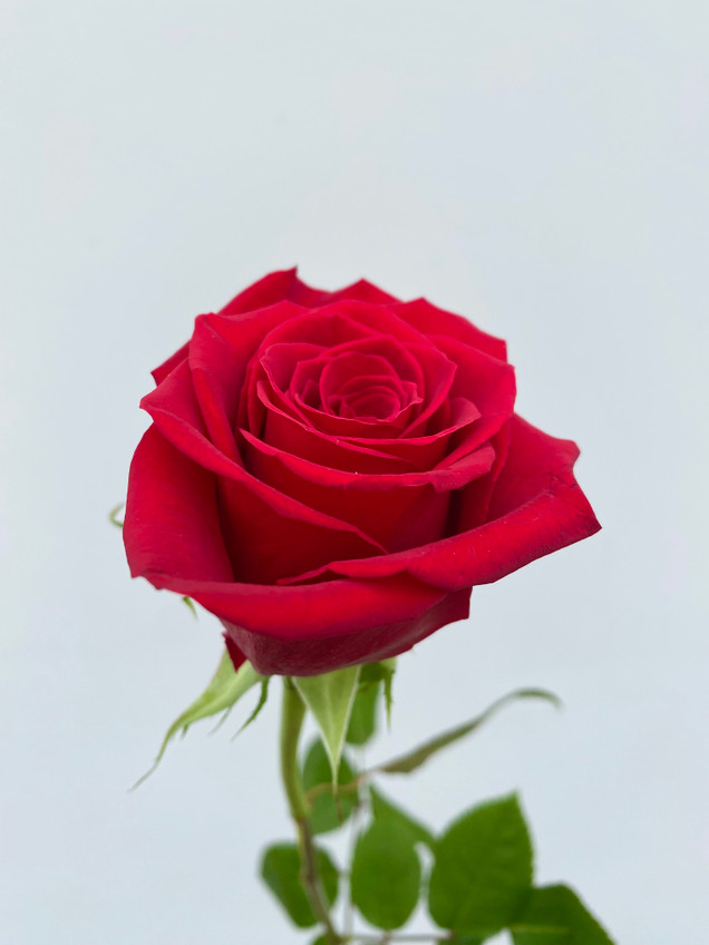 Freedom Roses (Red) - 25 stems