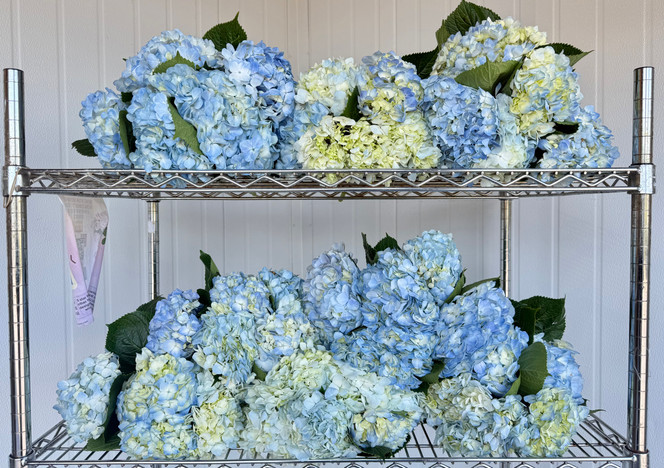 hydrangea様　セット Hydrangea Light Blue Premium Box - 30st. - Ramirez Wholesale