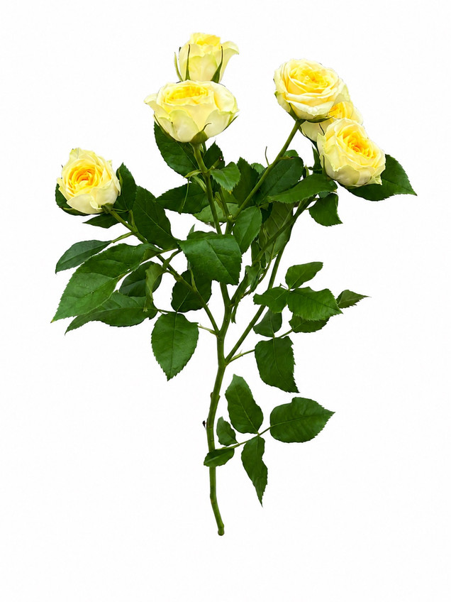 Yellow Bombastic Garden Spray Roses (CA-Grown) - 8st