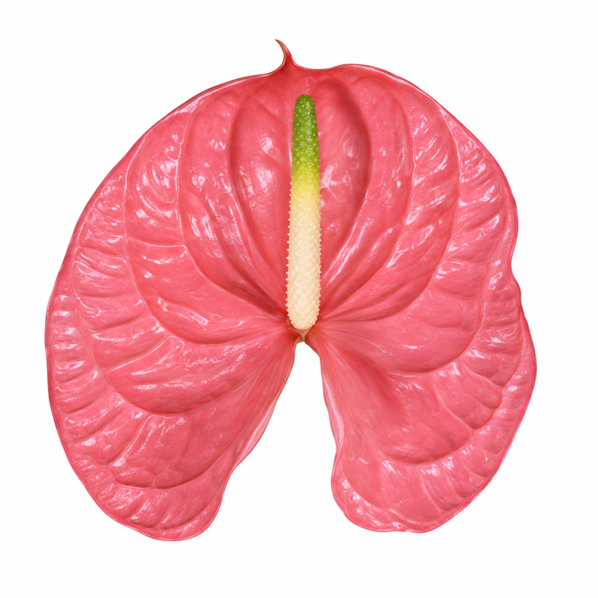 Anthurium Caribo glossy strong-pink bloom with natural veining and a creamy-white spadix with a green tip on a white background