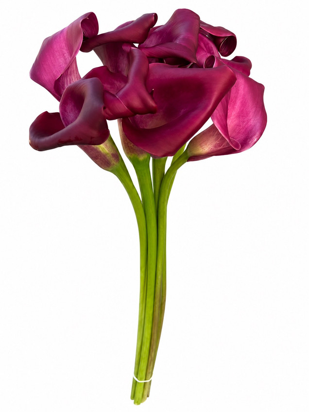 Calla Lily Mini Sumatra - 10st.