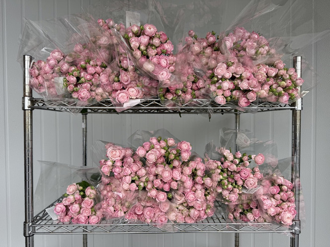 Garden Spray Rose Princess Fairy Kiss Ca-Grown - (Box) 20 bunches  - 160st total