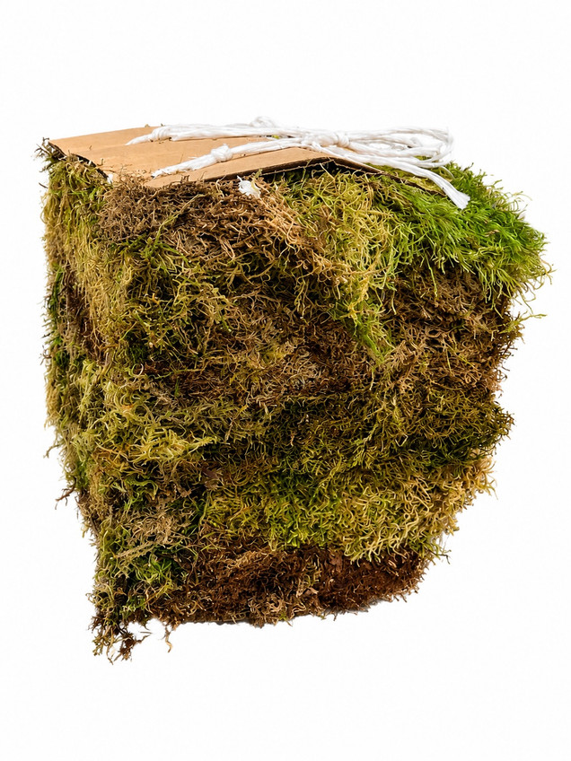Green Moss #3 (3lbs)