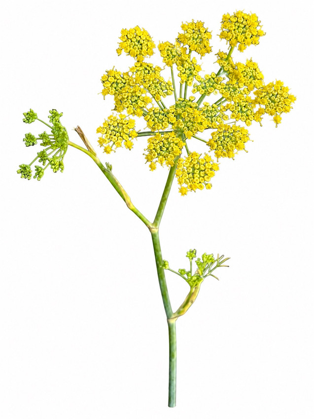 Dill Yellow - 5st
