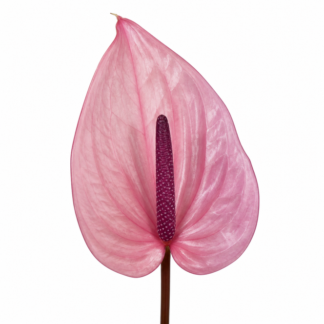 Anthurium Bellanca cut flower with dusty pink-lilac spathe and deep plum-purple spadix