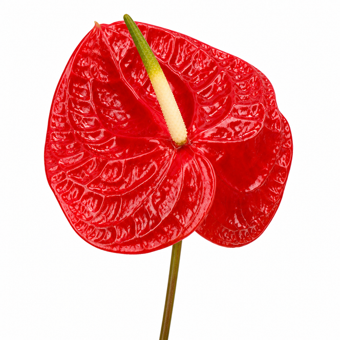 Anthurium Calisto glossy deep-red cut flower with cream and green spadix and long stem on a white background