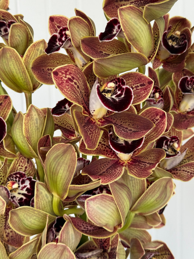 Cymbidium 'Los Angeles' Box - 8st