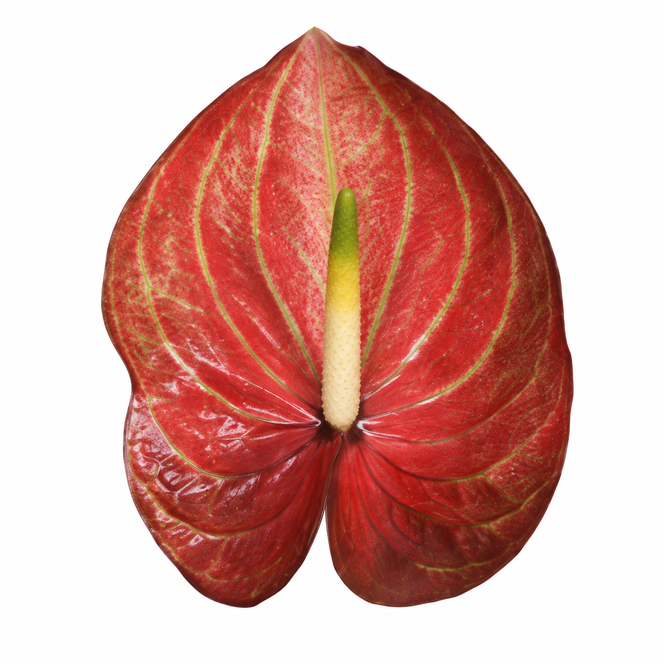 Anthurium Caribean glossy red bloom with natural green veining and a cream-to-yellow-green spadix on a white background
