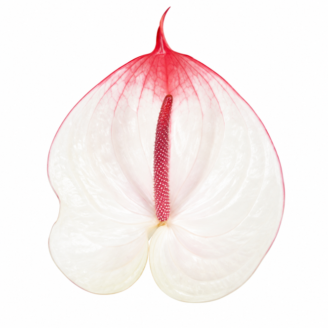 Anthurium Cumbia glossy white bloom with a pink-red tip, delicate pink-red veining and a pink-red spadix on a white background
